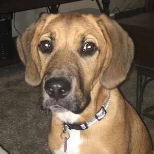 Meet your Posher, Amber